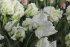 Тюльпан Уайт Лизард (Tulipa White Lizard), 10 шт (разбор 11/12)