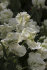 Тюльпан Уайт Лизард (Tulipa White Lizard), 10 шт (разбор 11/12)