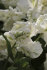 Тюльпан Уайт Лизард (Tulipa White Lizard), 10 шт (разбор 11/12)