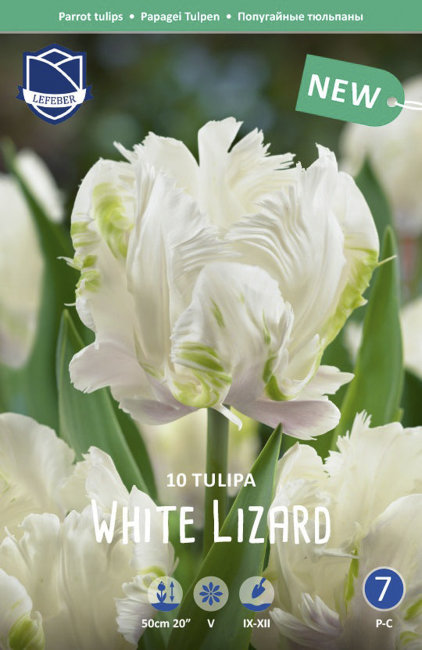 Тюльпан Уайт Лизард (Tulipa White Lizard), 10 шт (разбор 11/12)