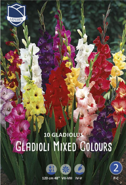 Гладиолус Смесь сортов (Gladioli mixed colours), 10 шт (разбор 14/16)