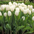 Тюльпан Калгари (Tulipa Calgary), 10 шт (разбор 11/12)