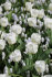 Тюльпан Калгари (Tulipa Calgary), 10 шт (разбор 11/12)