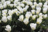 Тюльпан Калгари (Tulipa Calgary), 10 шт (разбор 11/12)