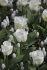 Тюльпан Калгари (Tulipa Calgary), 10 шт (разбор 11/12)