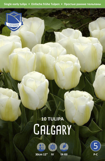 Тюльпан Калгари (Tulipa Calgary), 10 шт (разбор 11/12)