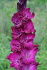 Гладиолус Фиолетовая Чистота, 5 шт