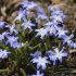 Хионодокса Люцилии (Chionodoxa luciliae), 25 шт (разбор 5/6)