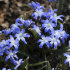Хионодокса Люцилии (Chionodoxa luciliae), 25 шт (разбор 5/6)