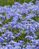 Хионодокса Люцилии (Chionodoxa luciliae), 25 шт (разбор 5/6)