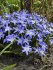 Хионодокса Люцилии (Chionodoxa luciliae), 25 шт (разбор 5/6)