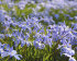 Хионодокса Люцилии (Chionodoxa luciliae), 25 шт (разбор 5/6)