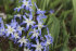 Хионодокса Люцилии (Chionodoxa luciliae), 25 шт (разбор 5/6)