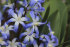 Хионодокса Люцилии (Chionodoxa luciliae), 25 шт (разбор 5/6)