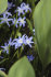 Хионодокса Люцилии (Chionodoxa luciliae), 25 шт (разбор 5/6)