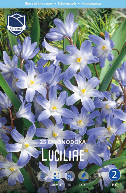 Хионодокса Люцилии (Chionodoxa luciliae), 25 шт (разбор 5/6)