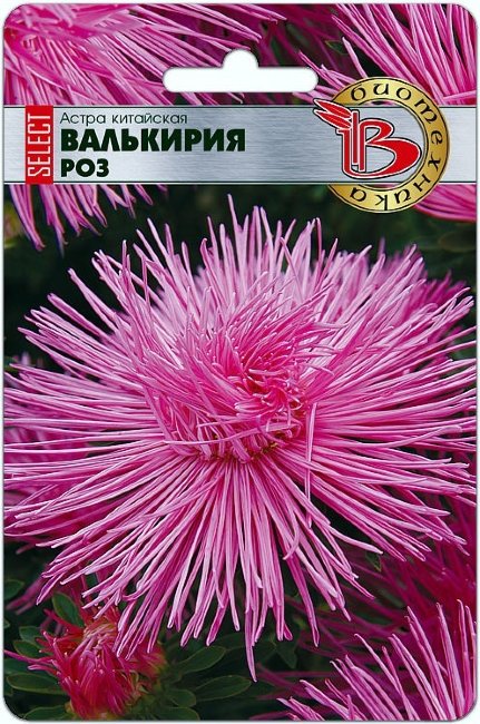 Астра китайская Валькирия селект Роз, 30 шт семян