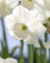 Нарцисс Стейнлесс (Narcissus Stainless), 5 шт (разбор 12/14)