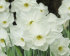 Нарцисс Стейнлесс (Narcissus Stainless), 5 шт (разбор 12/14)