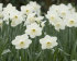 Нарцисс Стейнлесс (Narcissus Stainless), 5 шт (разбор 12/14)