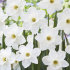 Нарцисс Стейнлесс (Narcissus Stainless), 5 шт (разбор 12/14)