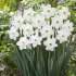 Нарцисс Стейнлесс (Narcissus Stainless), 5 шт (разбор 12/14)