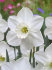 Нарцисс Стейнлесс (Narcissus Stainless), 5 шт (разбор 12/14)