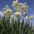 Нарцисс Стейнлесс (Narcissus Stainless), 5 шт (разбор 12/14)