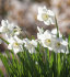 Нарцисс Стейнлесс (Narcissus Stainless), 5 шт (разбор 12/14)
