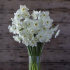 Нарцисс Стейнлесс (Narcissus Stainless), 5 шт (разбор 12/14)