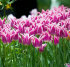 Тюльпан Баллада (Tulipa Ballade), 10 шт (разбор 12/14)