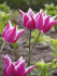 Тюльпан Баллада (Tulipa Ballade), 10 шт (разбор 12/14)