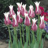 Тюльпан Баллада (Tulipa Ballade), 10 шт (разбор 12/14)