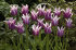 Тюльпан Баллада (Tulipa Ballade), 10 шт (разбор 12/14)