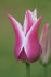 Тюльпан Баллада (Tulipa Ballade), 10 шт (разбор 12/14)
