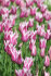 Тюльпан Баллада (Tulipa Ballade), 10 шт (разбор 12/14)