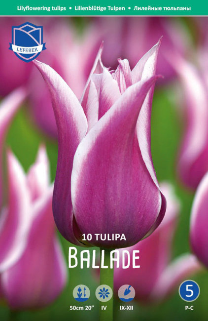 Тюльпан Баллада (Tulipa Ballade), 10 шт (разбор 12/14)