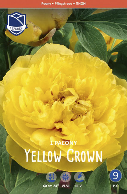 Пион ИТО-гибрид Йеллоу Краун (Yellow Crown)