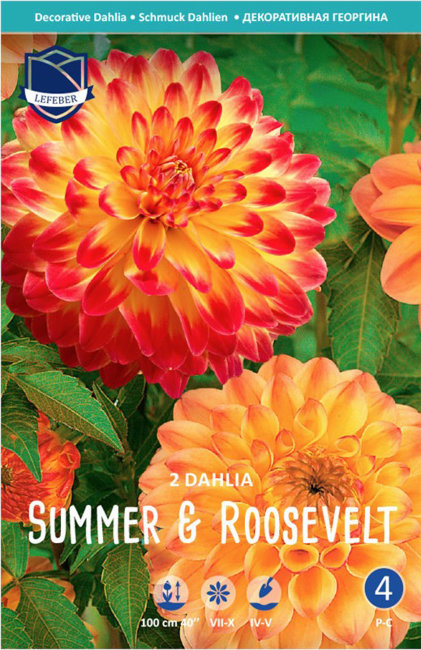 Георгина Сайт оф Саммер & Рузвельтс Чойс (Sight of Summer & Roosevelts Choice), 2 шт смесь
