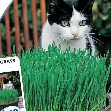 Овес яровой посевной (Трава для кошек)