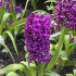 Гиацинт Мисс Сайгон (Hyacinthus Miss Saigon), 5 шт (разбор 16/17)