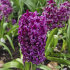Гиацинт Мисс Сайгон (Hyacinthus Miss Saigon), 5 шт (разбор 16/17)
