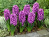 Гиацинт Мисс Сайгон (Hyacinthus Miss Saigon), 5 шт (разбор 16/17)