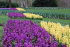 Гиацинт Мисс Сайгон (Hyacinthus Miss Saigon), 5 шт (разбор 16/17)