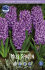 Гиацинт Мисс Сайгон (Hyacinthus Miss Saigon), 5 шт (разбор 16/17)