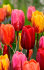 Тюльпан Ройал Флэймс смесь (Tulipa Royal Flames), 15 шт