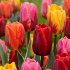 Тюльпан Ройал Флэймс смесь (Tulipa Royal Flames), 15 шт