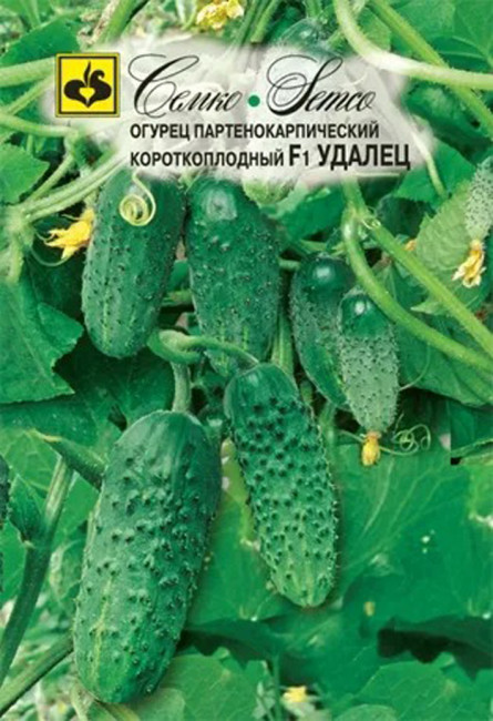 Огурец Удалец F1, 10 шт семян