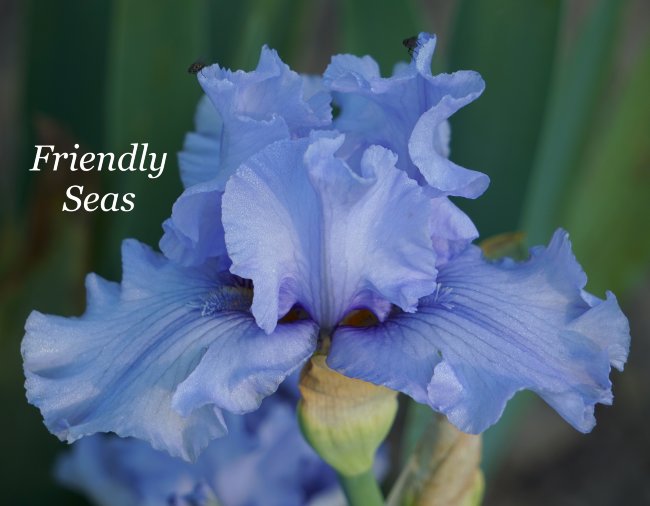 Ирис высокорослый Френдли Сис (Iris Friendly Seas), 1 шт