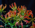 Глориоза Ротшильда (Gloriosa rothschildiana), 1 шт (разбор 20/+)